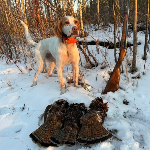 ruffed-grouse-hunting-with-rose-english-setter