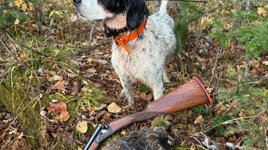 english-setter-ruffed-grouse-and-side-by-side-shotgun