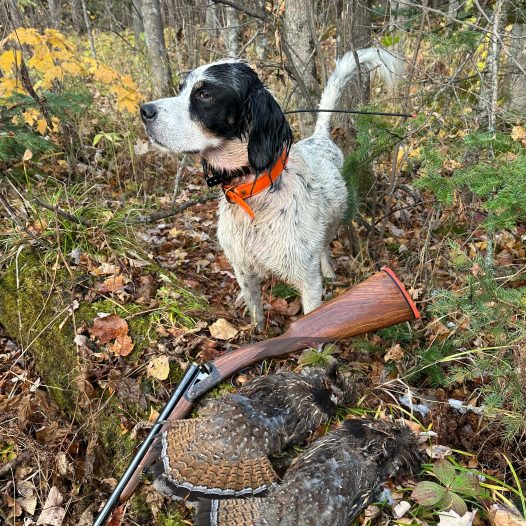 english-setter-ruffed-grouse-and-side-by-side-shotgun