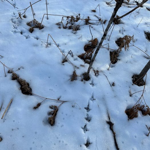 winter-ruffed-grouse-tracks