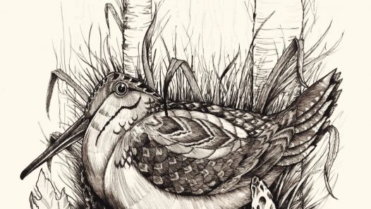 american-woodcock-by-artist-jay-dowd