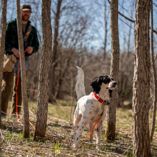 jeremy-moore-training-english-setter