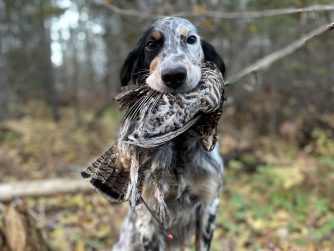 english-setter-with-ruffed-grouse