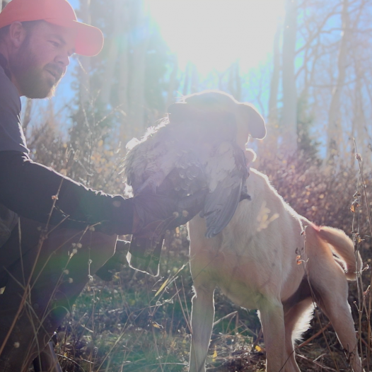 jason-robinson-dusky-grouse