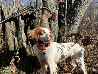 grouse-hunting-american-brittany